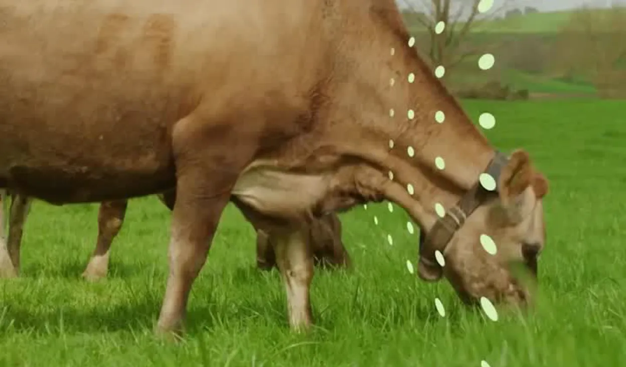 A brown and white cow wearing a Halter solar-powered collar stands in a lush green field. The collar is clearly visible around her neck.