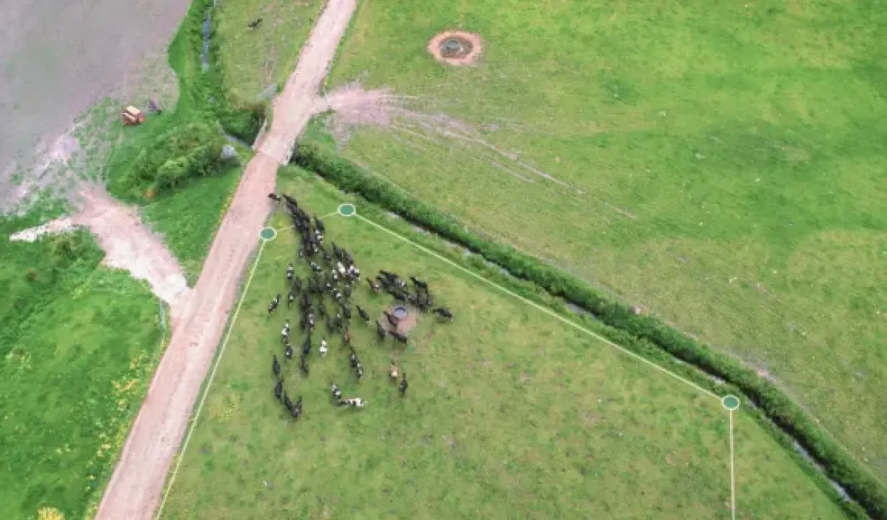 Aerial view of a large herd of black cattle moving across green farmland, shifting position in response to a virtual fence update shown in the Halter app.