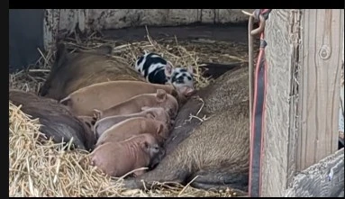 If you like videos of cute pigs on a working regenerative farm, check out @[622838071181691:69:Delta Community Farm] on TikTok.